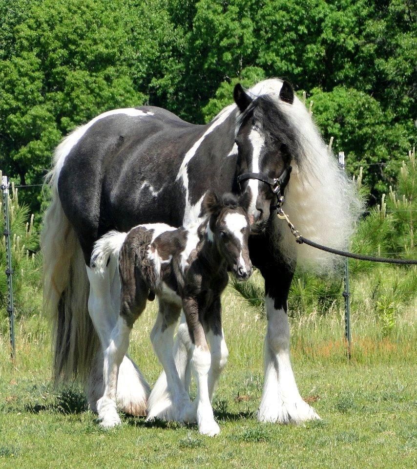 Gypsy Vaneer Brood Mare